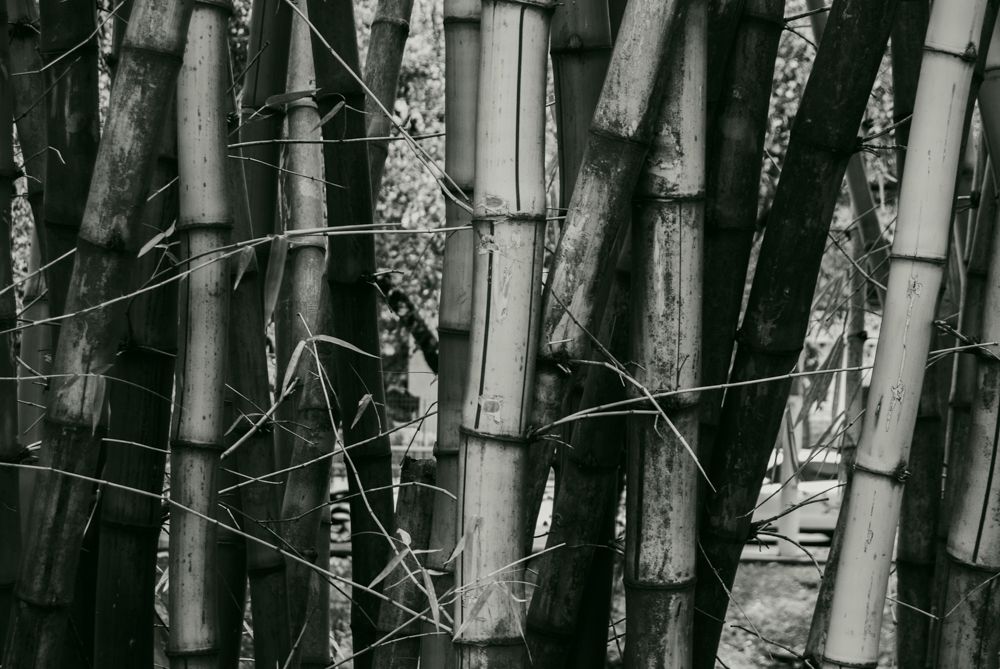 Detalle de guadua en blanco y negro